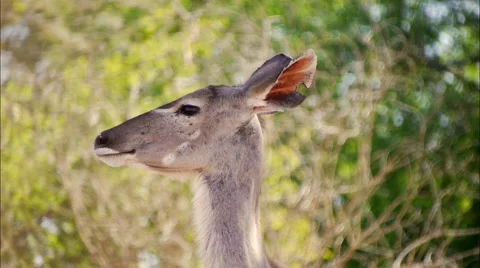 Kudu cow Video stock 62612238