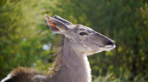 Kudu cow Video stock 62615162
