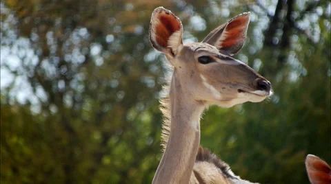 Kudu cow Stock Footage 62637499