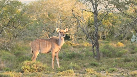 Kudu Cow Stock Footage 96010597