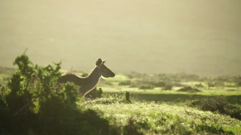 Kudu Cow walks through frame Stock Footage