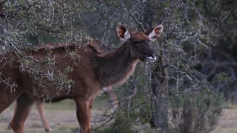 Kudu Cow's Stock Footage 96010720
