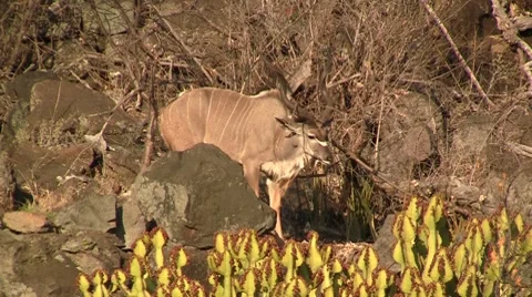 Kudu eating in the sun Stock Footage 8571950