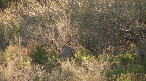 Kudu eats grass Stock Footage 8572104
