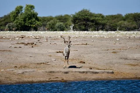 Kudu - Etosha, Namibia Stock Photos