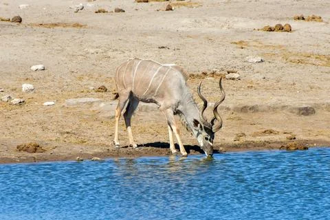 Kudu - Etosha, Namibia Foto stock