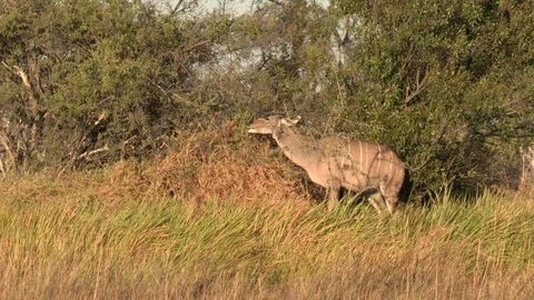 Kudu feeding / browsing Stock Footage 84706996