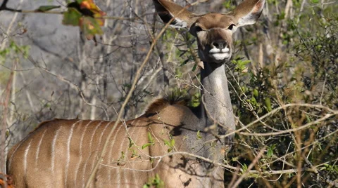 Kudu feeding Video stock 53089227