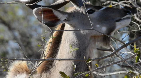 Kudu feeding Video stock 53089416