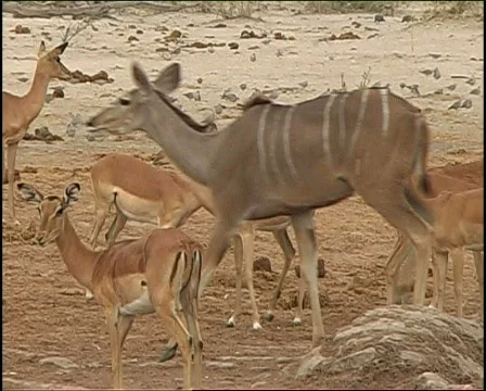 Kudu 库存影片 725741