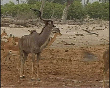 Kudu Herd 库存影片 725752