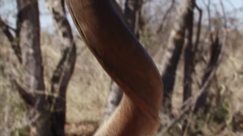 Kudu Horn closeup 스톡 동영상 71029349