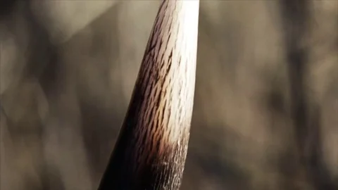 Kudu Horn closeup 스톡 동영상 71029944