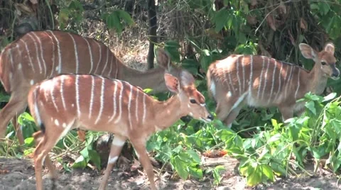 Kudu in Kruger Stock Footage 940475