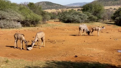 Kudu licking a sugar cube in an open area in the bush Stock Footage 315761413