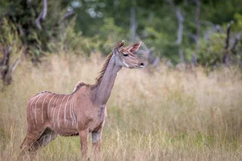 A Kudu looking around in the grass. Stock Photos
