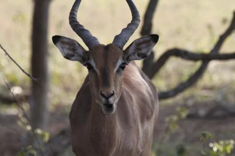 Kudu Looking At Camera 스톡 사진