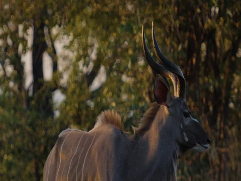 Kudu Male exiting frame Stock Footage 72273787