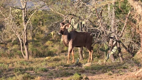 Kudu Male Feeding Stock Footage