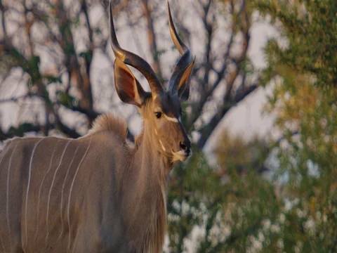 Kudu Male walking at dusk - tracking Stock Footage