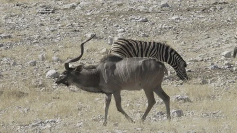Kudu male walking Stock Footage 229616726
