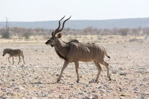 Kudu in namibia Stock Photos
