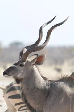 Kudu in namibia Stock Photos