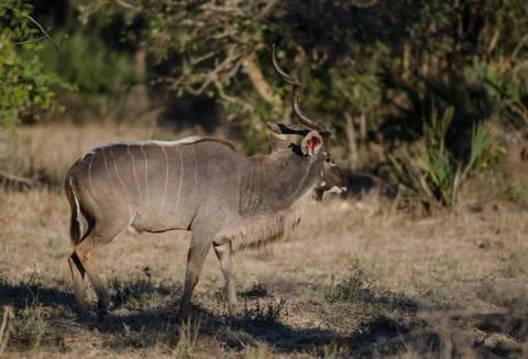 Kudu Stock Photos