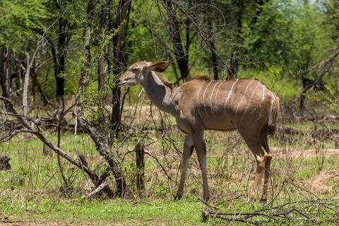 Kudu Foto stock