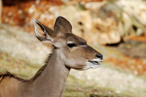 Kudu Stock Photos