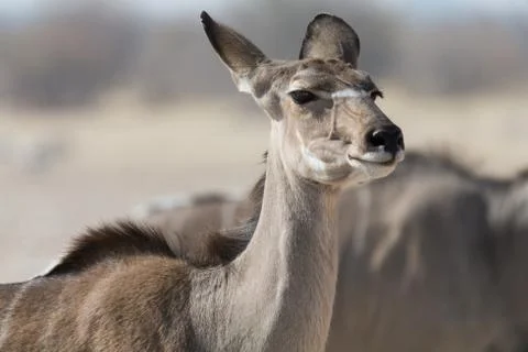 Kudu Stock Photos
