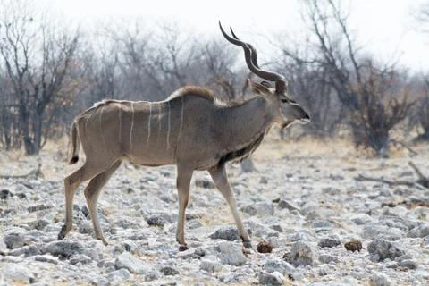 Kudu Stock Photos