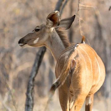 Kudu Stock Photos