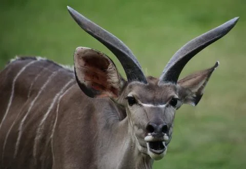 Kudu Stock Photos