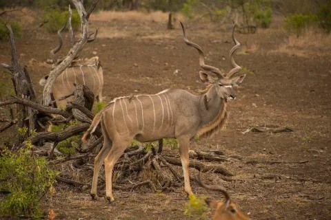 Kudu Stockfoto's