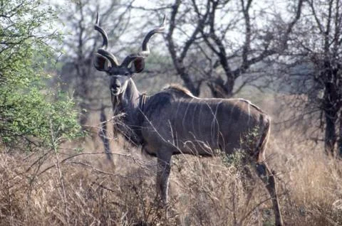 Kudu Stock Photos