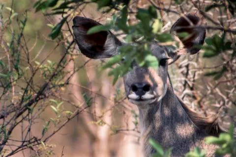 Kudu Stock Photos