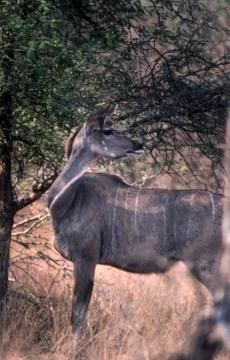 Kudu Stock Photos