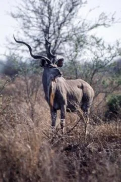 Kudu Stock Photos