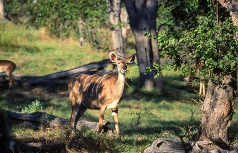 Kudu Foto stock