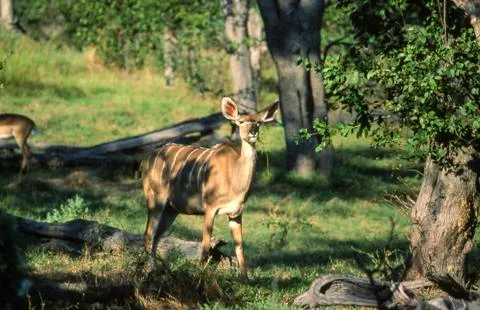 Kudu Stock Photos