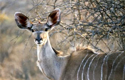 Kudu Stock Photos
