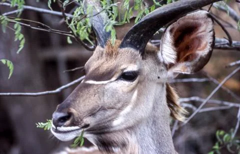 Kudu Stock Photos