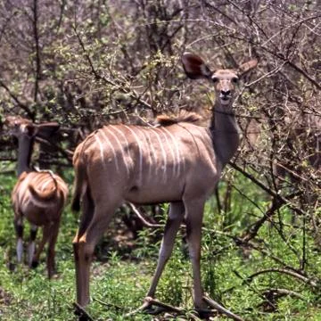 Kudu Stock Photos