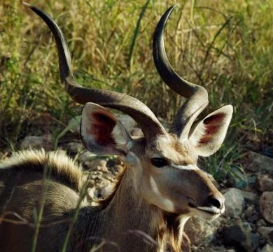 Kudu Stock Photos