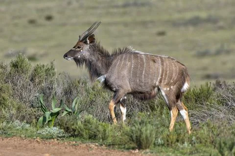 Kudu photographed in South Africa. Picture made in 2019. Stock Photos
