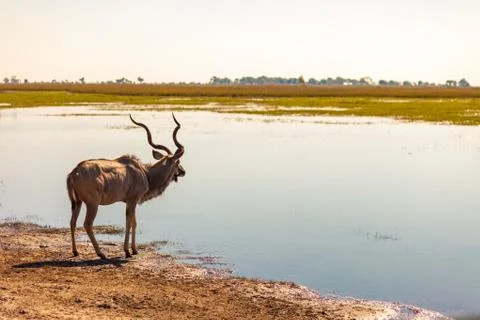 Kudu at river Stock Photos