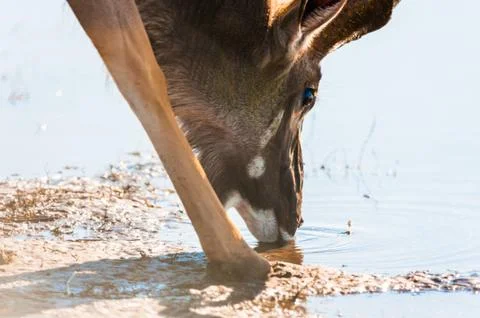 Kudu at river Stock Photos