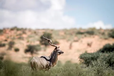 Kudu standing in the grass. Stock Photos
