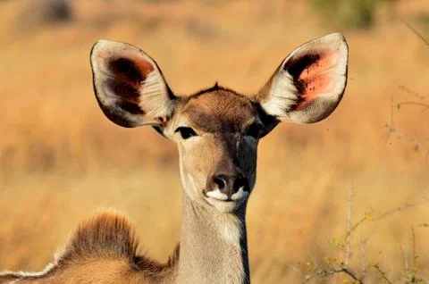 Kudu stare Stock Photos